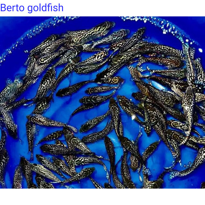 Hiyasan akuarium Burayak louhan Kamfa F3