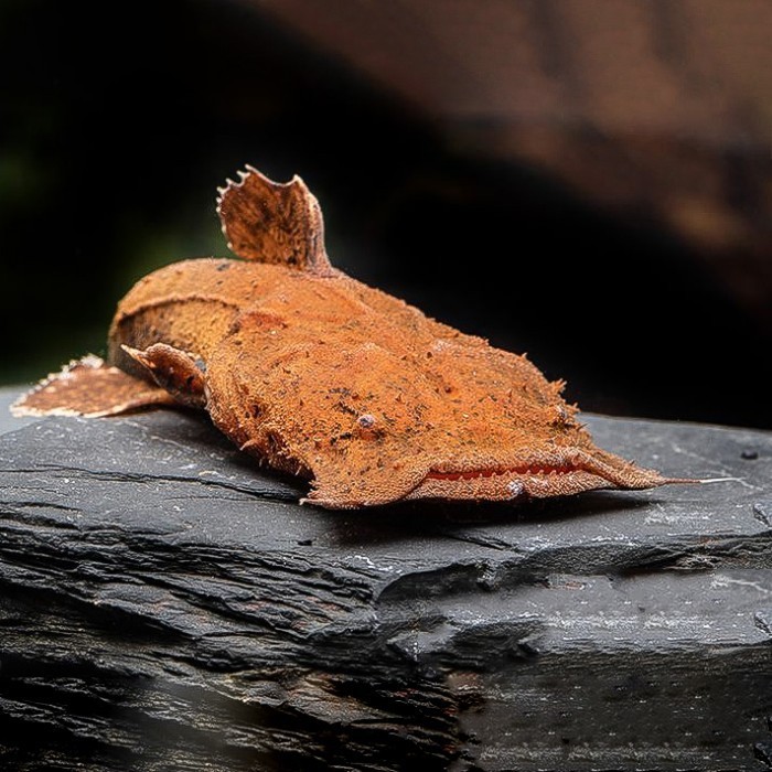 Lele Purba Chaca Bankanensis