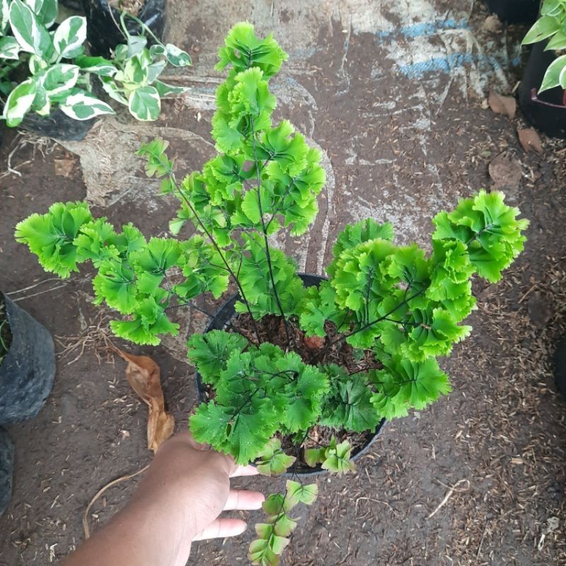 { BISA COD } tanaman suplir tusuk sate / suplir tumpuk / suplir tusuk konde