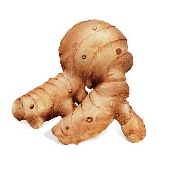 

umbi empu biang temu lawak temulawak