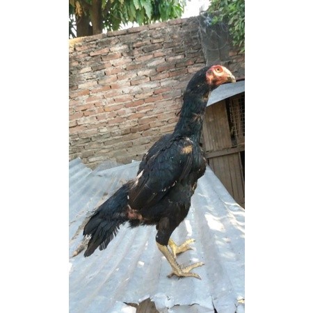 

Telur Shamo X BK clasik terlaris