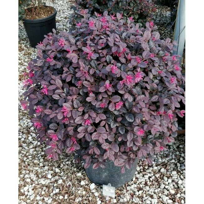 

Bibit tanaman hias loropetalum /loropetalum pitaloka .