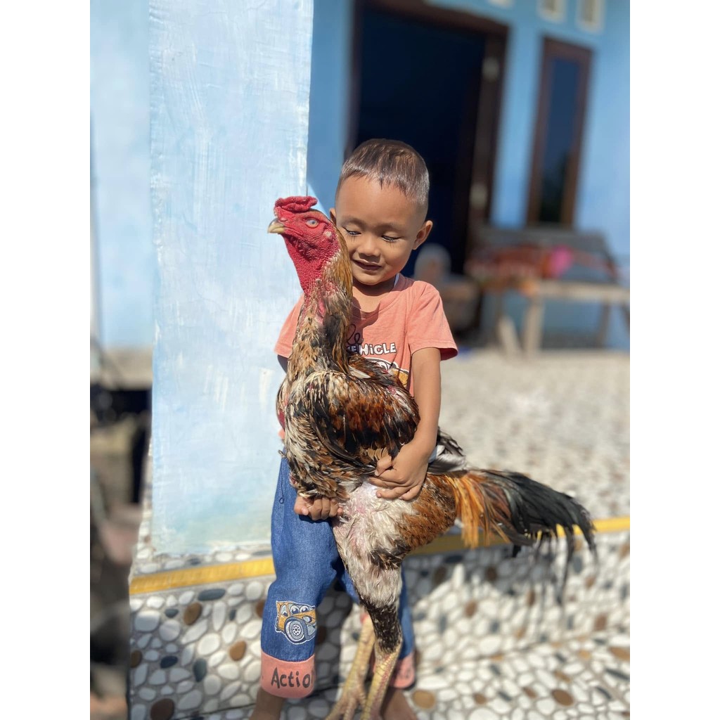 

Telur ayam bangkok shamo eropa / ayam petarung aduan siap ditetaskan