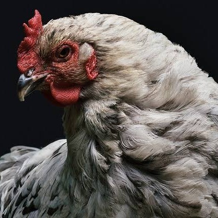

Telur ayam arab / telur ayam hias / telur fertil siap cod