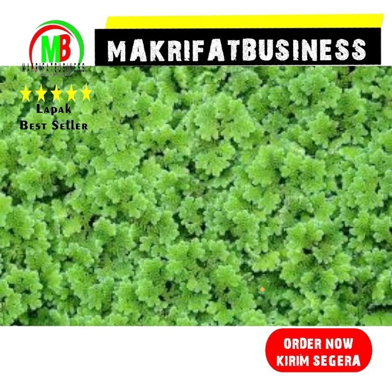 IMDA HANDICRAFT Paket 500 Gram Rumput AZOLLA Tanaman Penjernih Kolam PLUS 30% Pakan Ikan Protein Tin