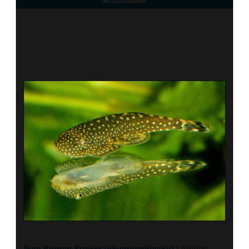 ikan hias borneo sucker pemakan algae/lumut aquascape