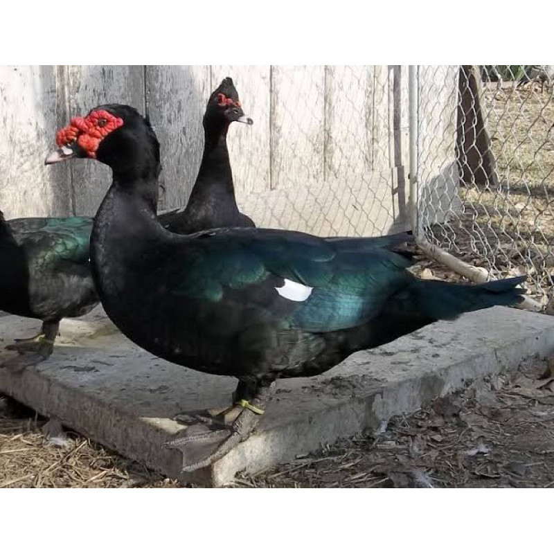 TELUR MENTOK DRAGON INDUKAN JUMBO UNTUK DITETASKAN