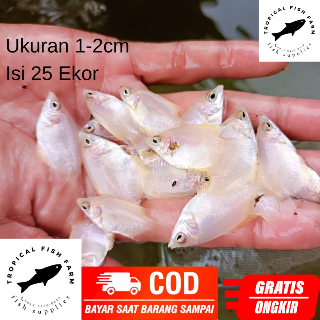 PRODUK GACOR TERLARIS PROMO Bibit Ikan Gurame Padang Ukuran 1-2 cm Isi 25 Ekor | Benih | Telur | Air