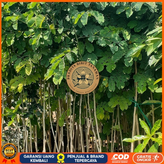 Bibit Trembesi Ukuran 150-180cm Batang Besar | Bibit Pohon Trembesi Keduh Penghijauan | Bibit Tanama