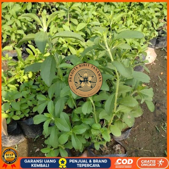 Dapat 5 Bibit Stevia Pengganti Gula | Bibit Daun Manis Stevia Bibit Tanaman Super Unggul PRADITA BIB