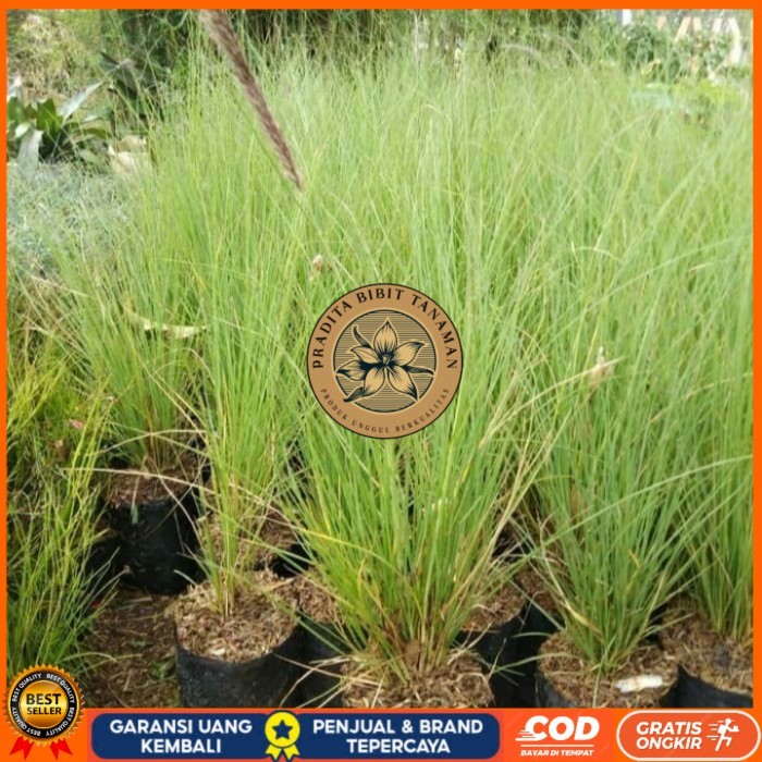 Bibit Tanaman Alang Alang Ekor Kuda/ Alang-Alang Ekor Kuda Bibit Tanaman Super Unggul PRADITA BIBIT 