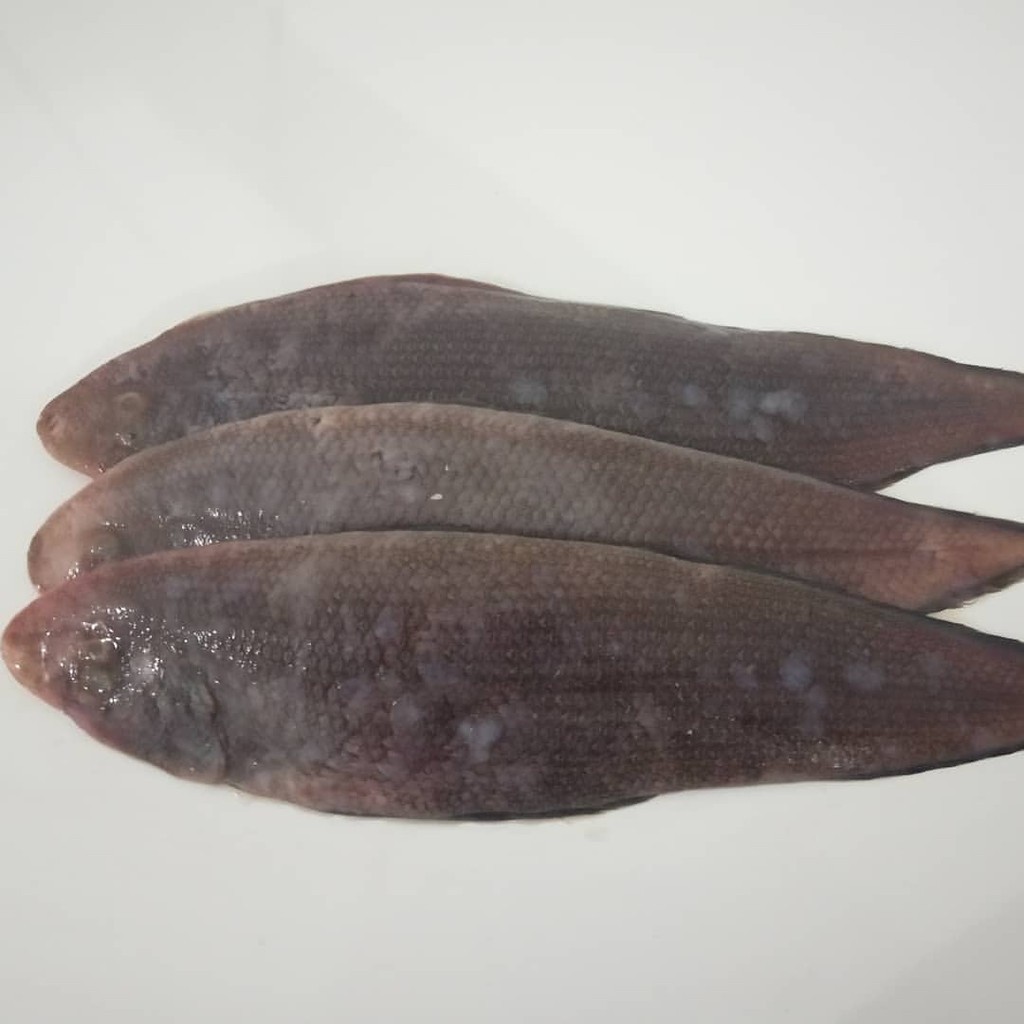 

IKAN LIDAH FRESH - BEST Fresh Food