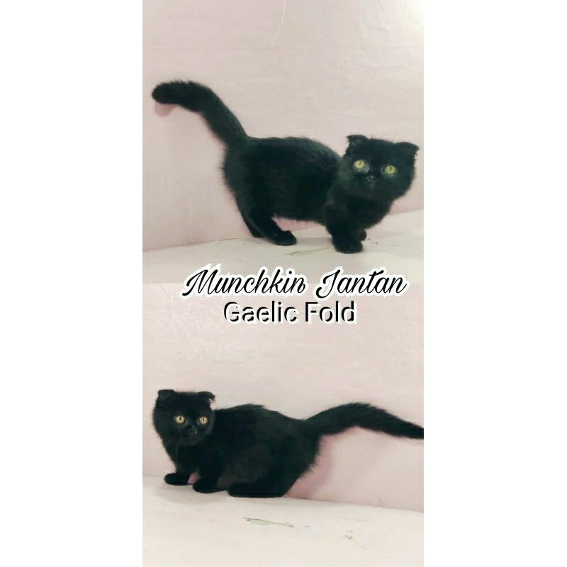 Kucing kitten Munchkin Gaelic fold(Munchkin x Scottish fold)