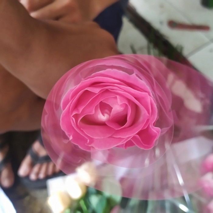 mawar pink segar bunga hidup