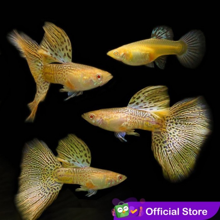 Guppy Yellow Cobra / Ikan Hias Air Tawar
