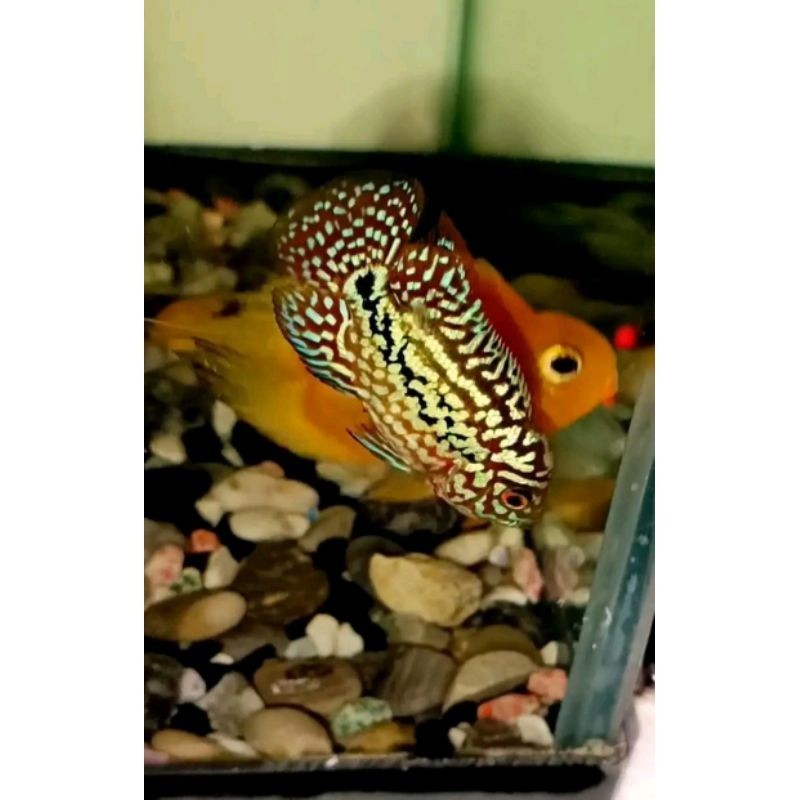 hiyasan akuarium buy 3 get free 1 Burayak Louhan Kamfa F2 By NickFlowerhon Gen Ori thailand  akuariu