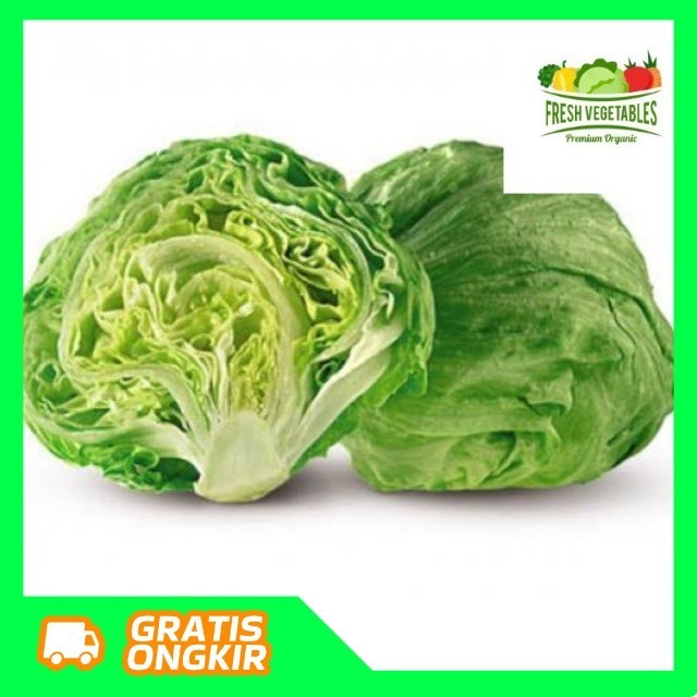 Selada Iceberg - Head Lettuce - Selada Kebab - Iceberg Lettuce