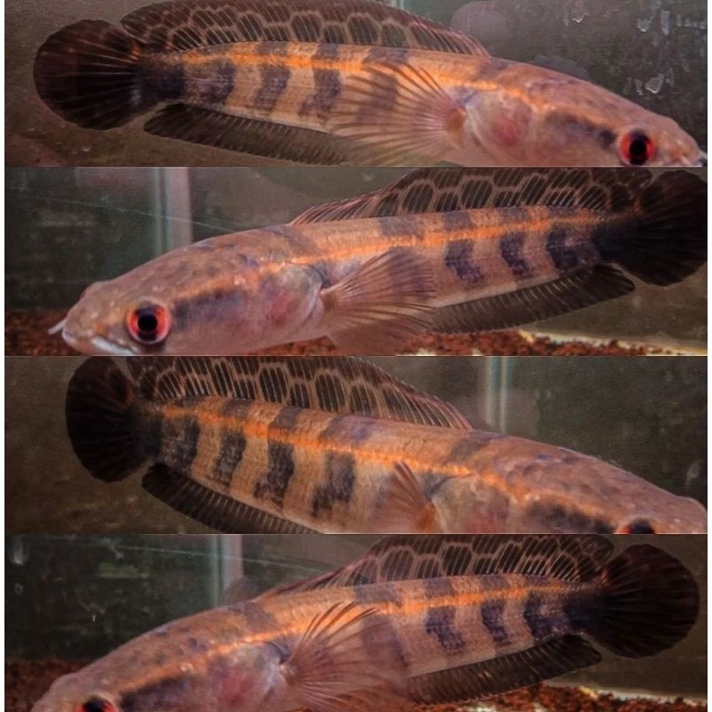 Maru Red Barito dorsal batik