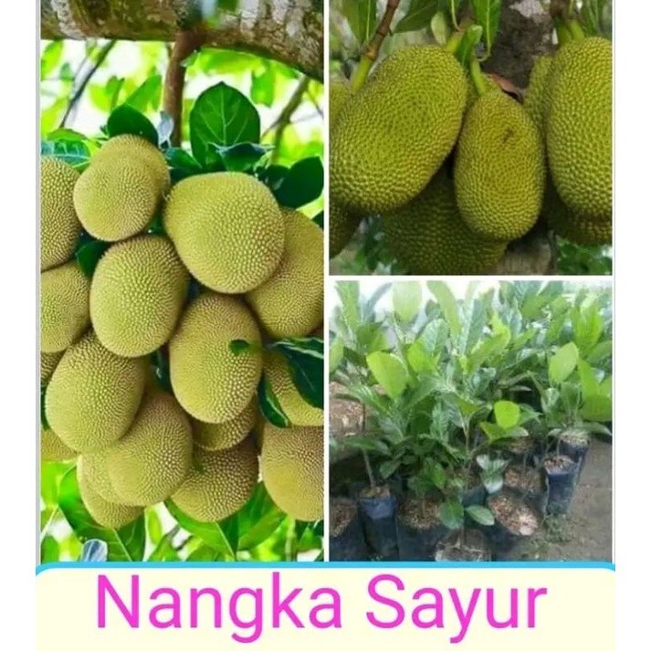 Bibit Nangka Sayur