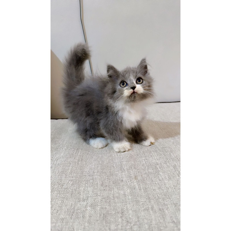 kucing persia abu