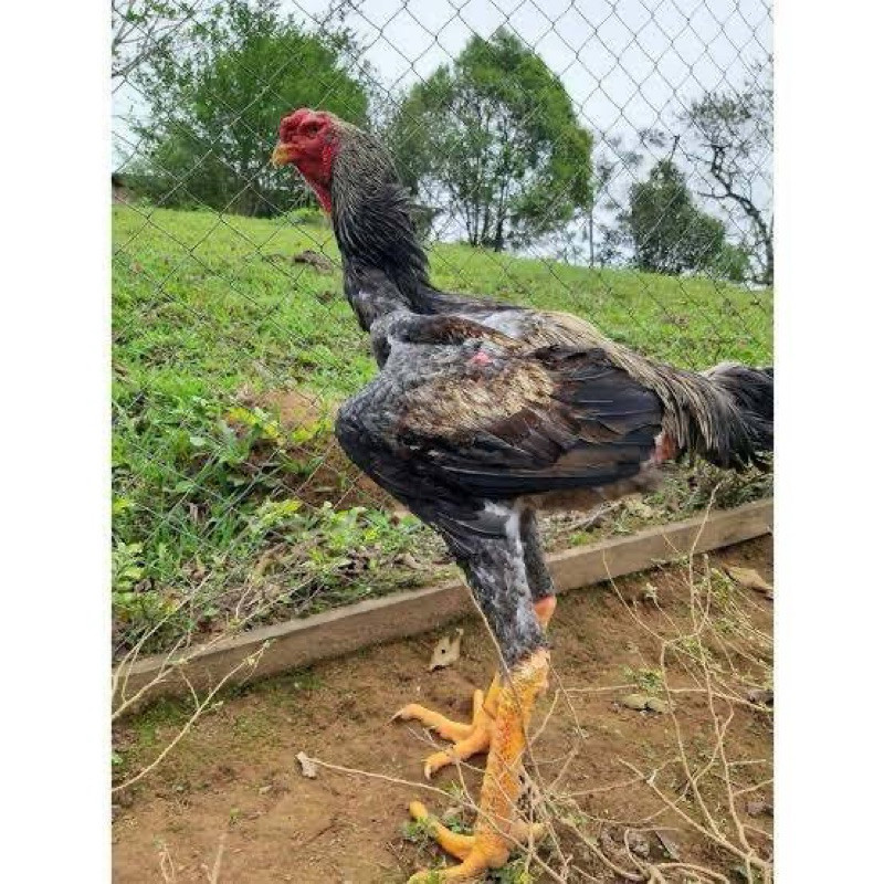 

TELUR AYAM GORDZILA F1 INDUKAN TERSELEKSI UNTUK DI TETASKAN