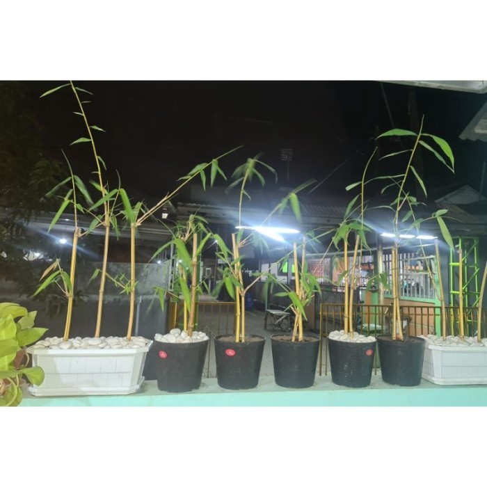

#Bibit bambu kuning cocok untuk hiasan .
