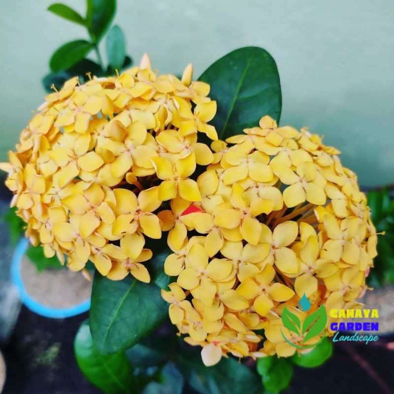 {BISA COD} tanaman bunga asoka kuning tanaman asoka bunga kuning pohon asoka hawai daun besar