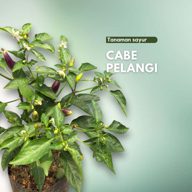 Tanaman Cabe pelangi / Cabai / Lombok Pelangi ( Sudah Berbuah )