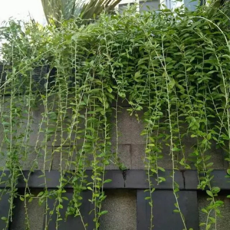 Lee Kwan Yew Tanaman Rambat - Merambat Hijau Subur - Tanaman Gantung - Penghias Dinding Hidup