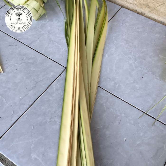 

daun janur kelapa bahan cangkang ketupat fresh terbaik
