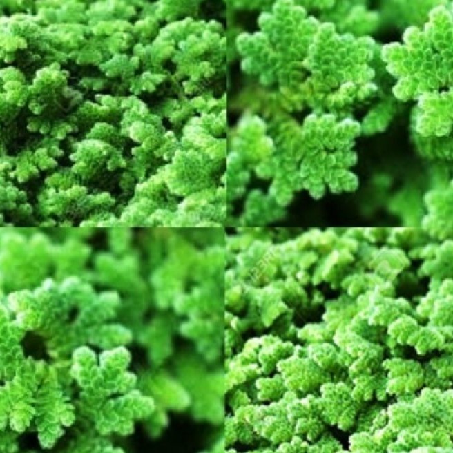 BIBIT AZOLLA 1KG UNTUK PAKAN IKAN DAN AYAM