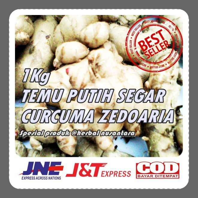 

kunyit putih segar 1 kg langsung ambil dari hutan asli organik herbal CURCUMA ZEDOARIA