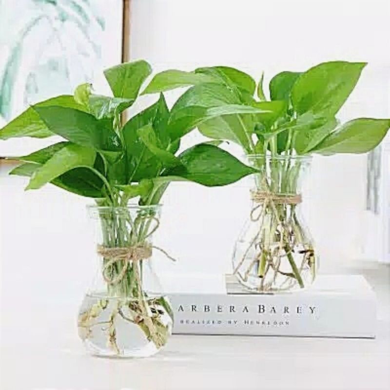 VAS BULAT KACA BENING - VAS BUNGA AESTHETIC - VAS TANAMAN AIR HIDROPONIK -VAS AQUARIUM