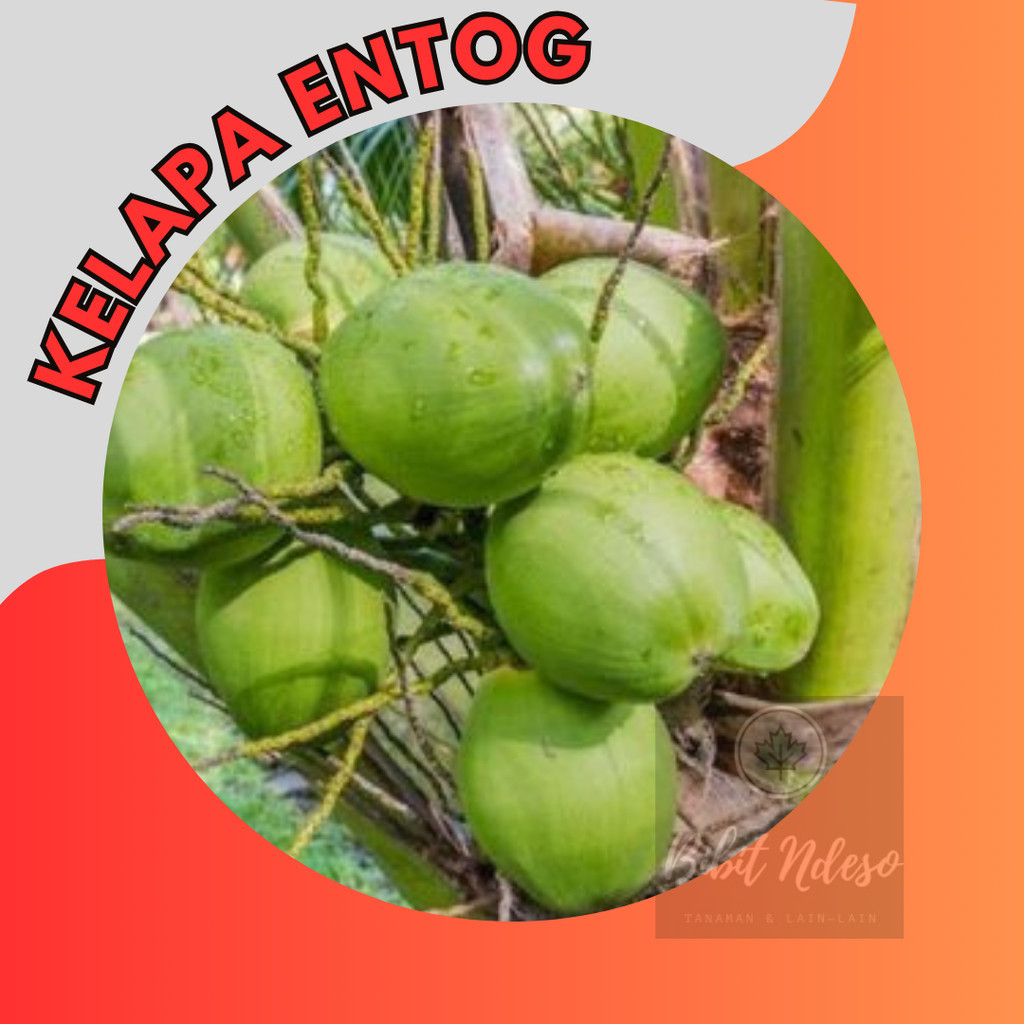 Bibit Kelapa entok entog asli tanaman hidup