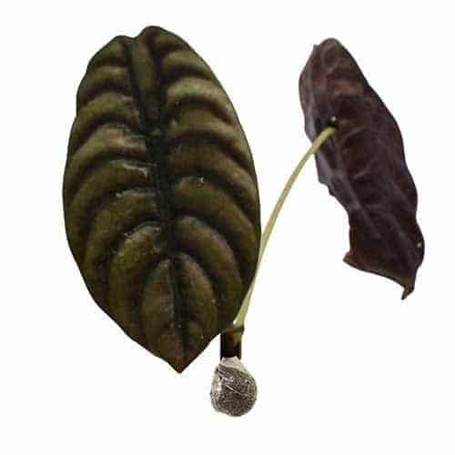 Tanaman Alocasia Keladi Tengkorak (Alocasia Cuprea)