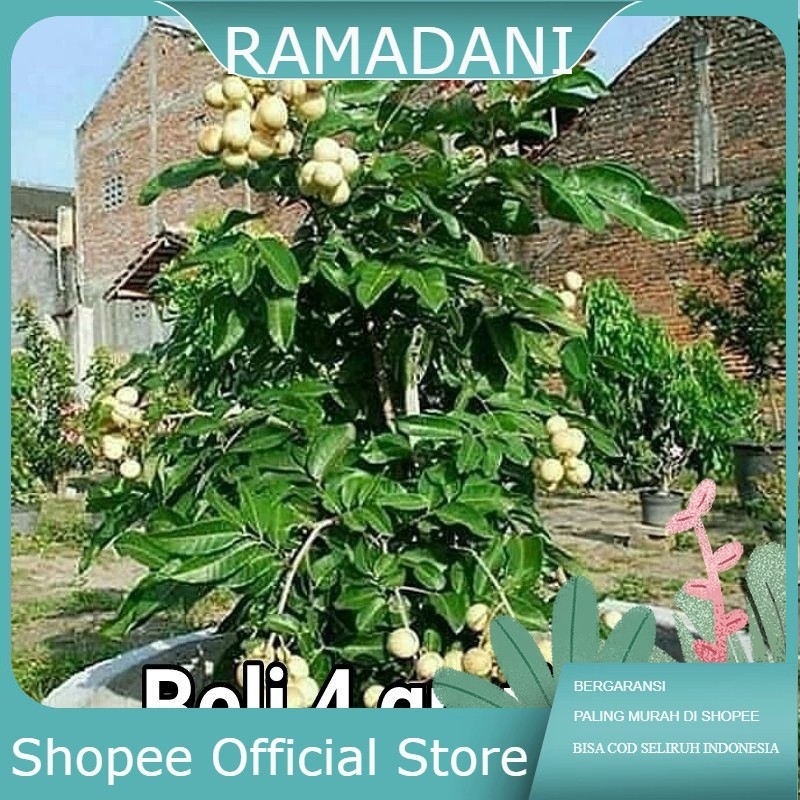 Original bibit Kelengkeng Matalada Hampir tanpa biji  Cepat Berbuah 1 kg muat 4 bibit