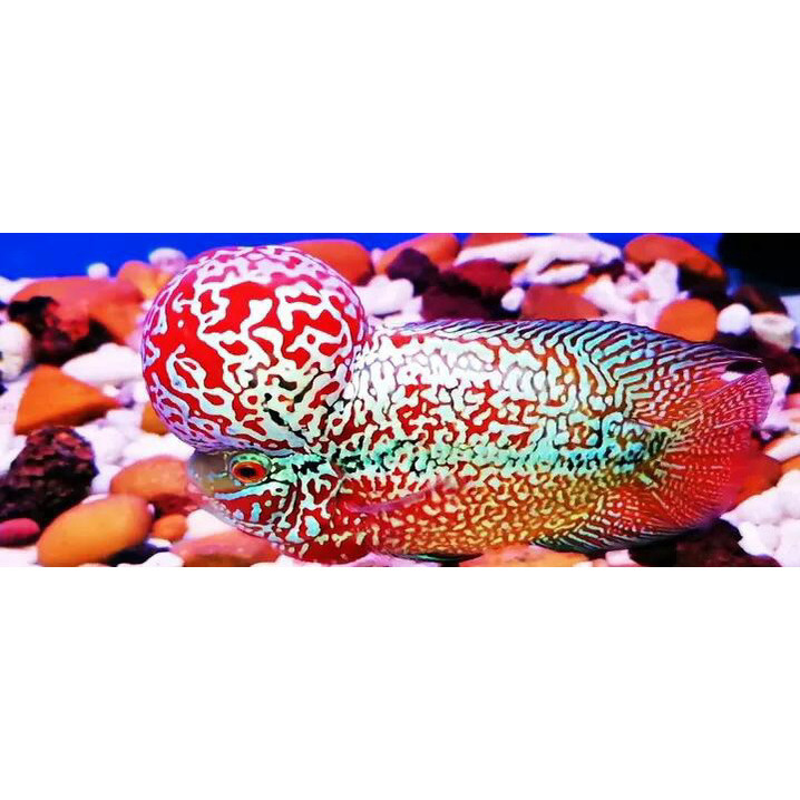 hiyasan akuarium buy 3 get free 1 Burayak Louhan kamfa F2 Twotone  akuarium