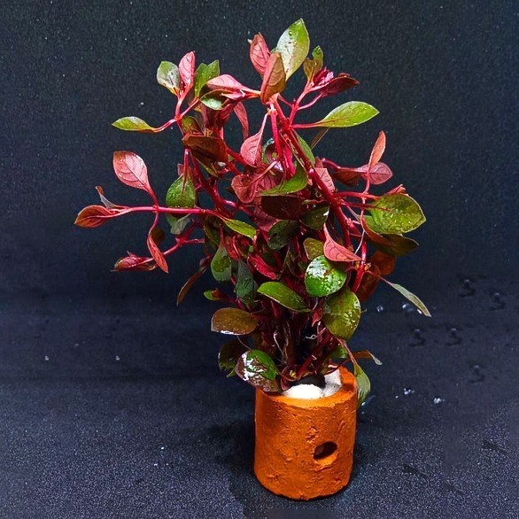 Ludwigia Sp Pot / Red Malang Tanaman Air / Tanaman Aquascape