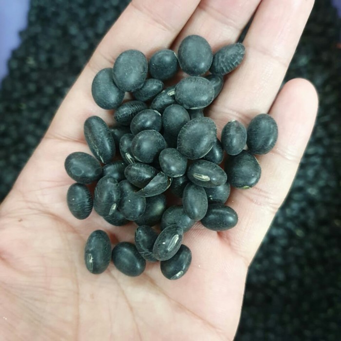 

GL Kacang Hitam Kering Super 1 Kilo / Black Turtle Beans Fresh Import