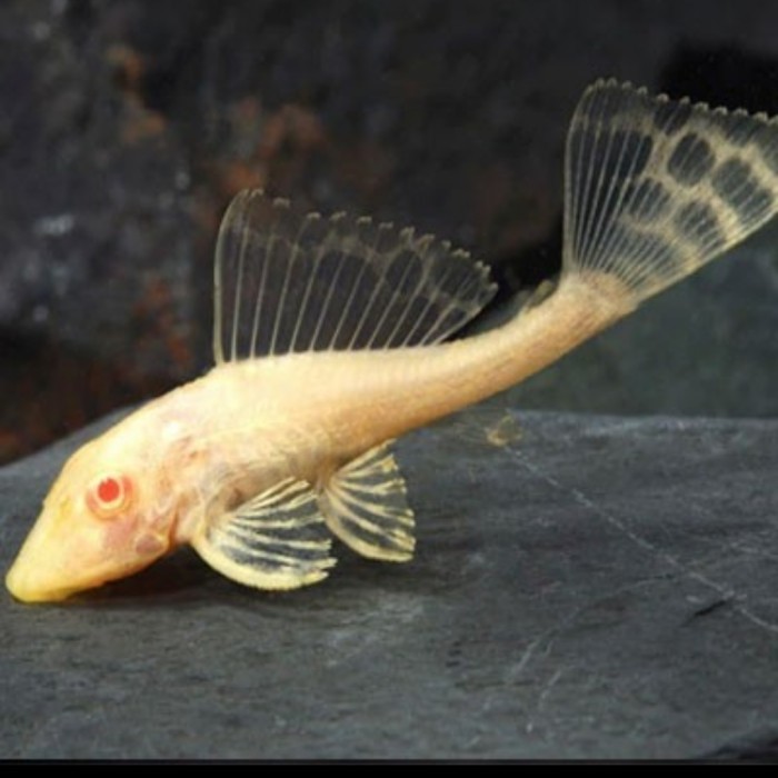 Gibicep mentega/sapu sapu Gibicep/Aquascape - 6-8cm