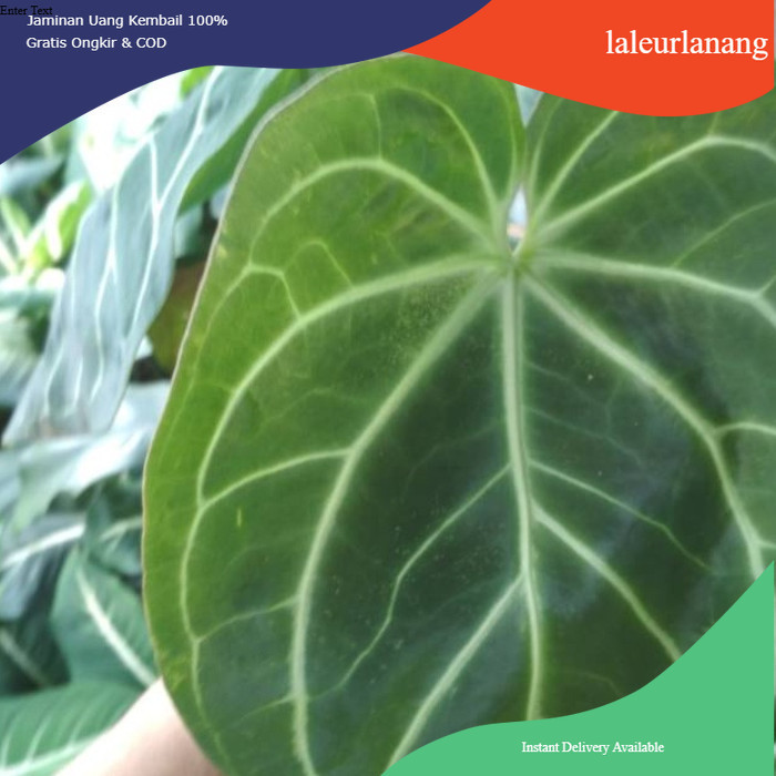 KUPING GAJAH, Alocasia kuping gajah besar tanaman hias @ahmadanggrek