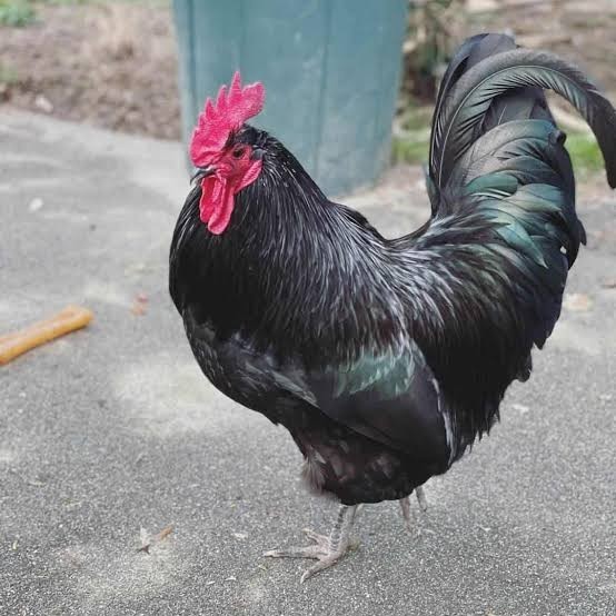 Telur ayam black australorp fertil siap ditetaskan