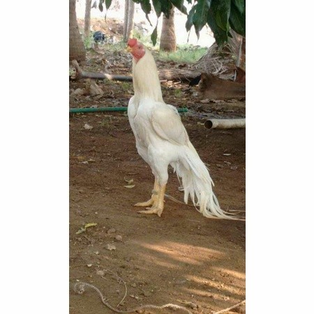 

Telur ayam hias putih nasional bangkok putih siap tetas - ayam nasional