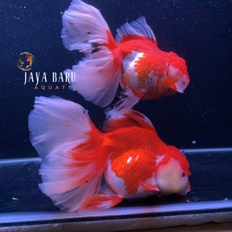 Perlengkapan aquarium Oranda merah putih koki mas 7-9 cm red white rostail ada bagong ada VIRAL