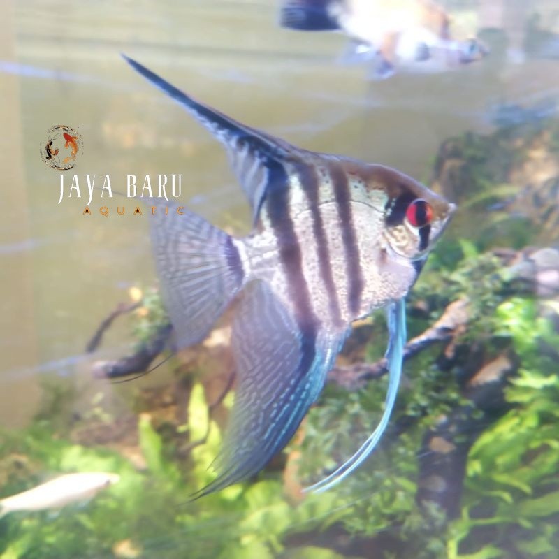 Hiasan aquascape MANFISH ALTUM SIZE S M ANGELFISH BERGARANSI 