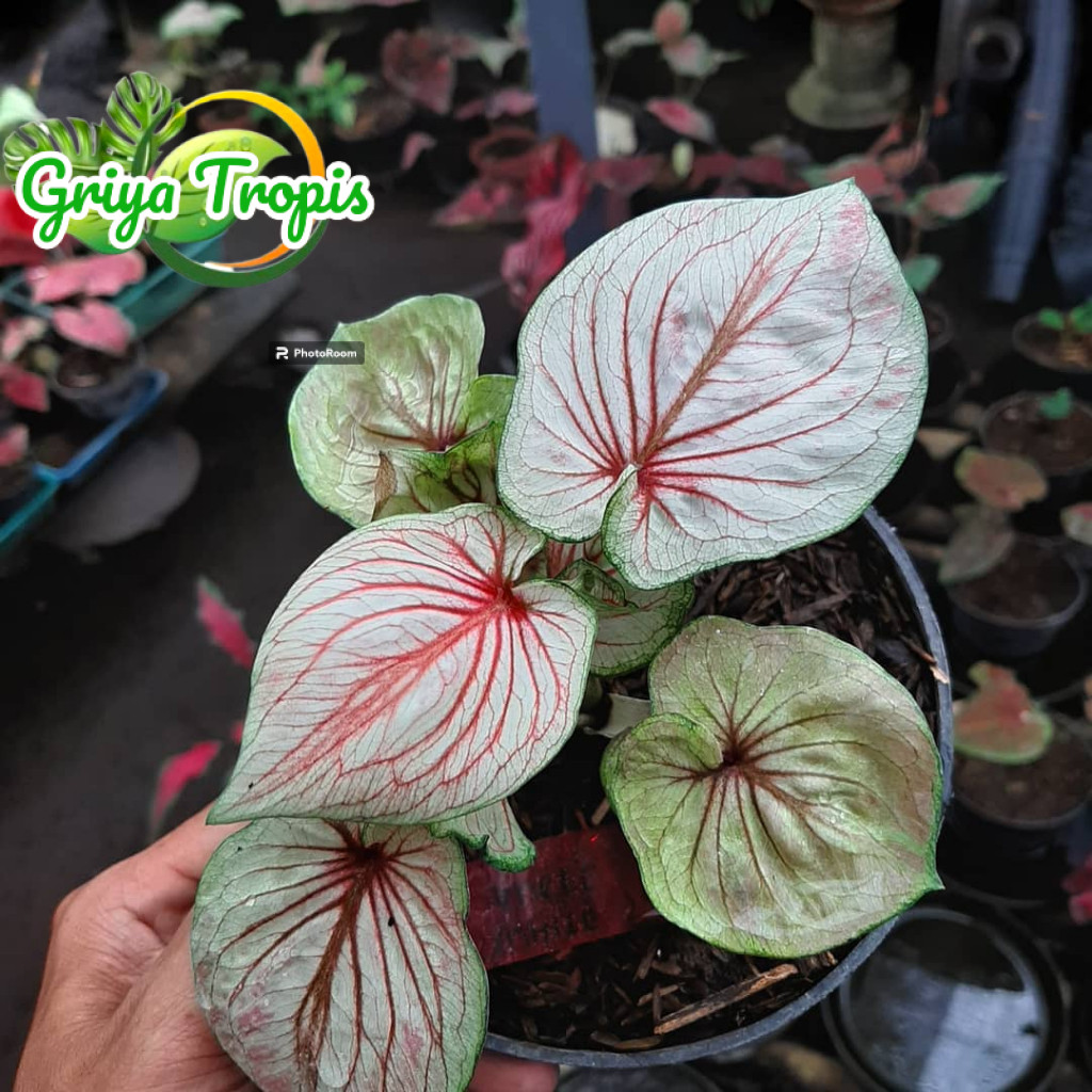 Bunga Caladium White Angel /  Keladi Red Ceria / Caladium Nagoya Merah Cantik / Garuda Putih / Tanam