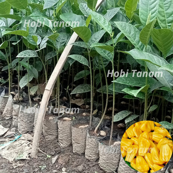 termurah bibit nangka madu cepat berbuah