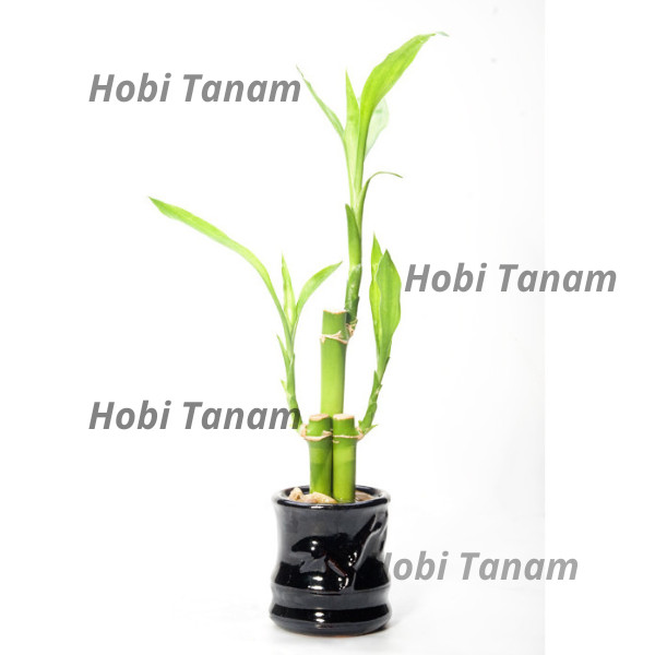 promo (2 batang Bambu Hoki) tanaman Bambu Rejeki Pagoda bibit bambu hoki sri rejeki bibit bambu sri 