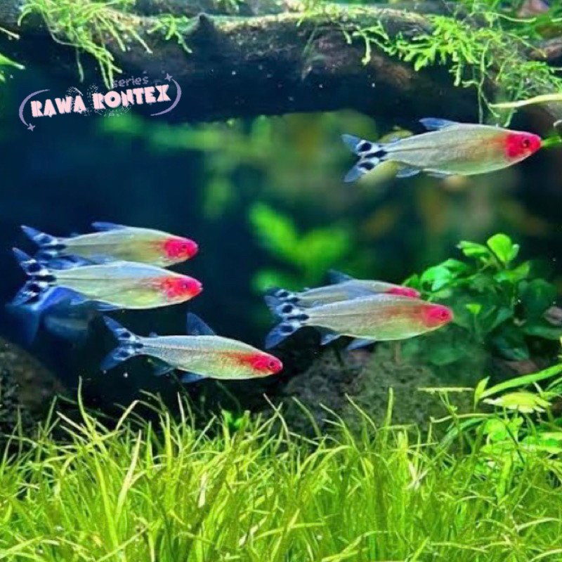 PROMO RAMADHAN MOAK IKAN HIAS RED NOSE TETRA paket isi 5 / IKAN REDNOS TETRA IKN HIAS AQUARIUM AQUAS
