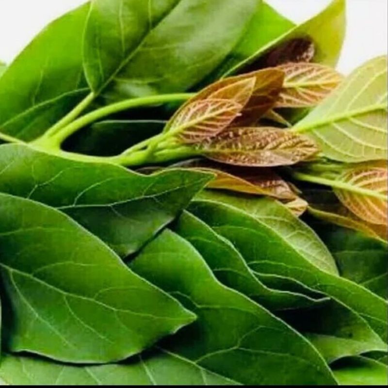 

DAUN ALPUKAT SEGAR 1KG MURAH HERBAL TRADISIONL